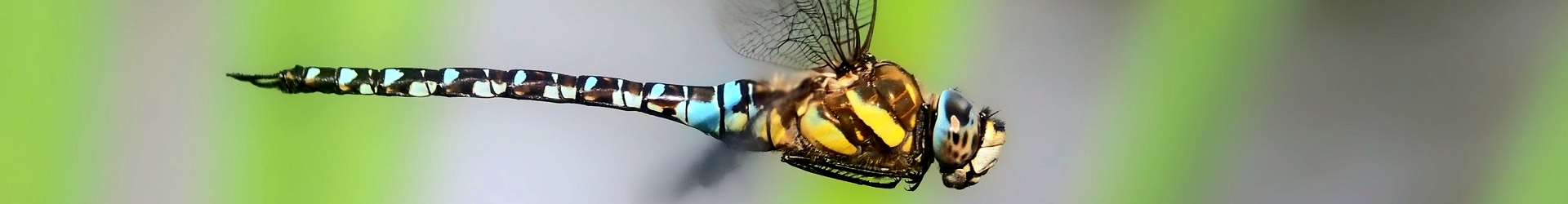 Vlinder-&nbsp;en&nbsp;Libellenwerkgroep&nbsp;Zeeland