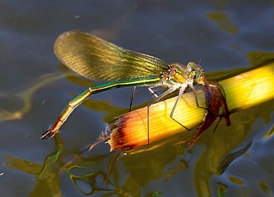 ♀ Weidebeekjuffer eileggend