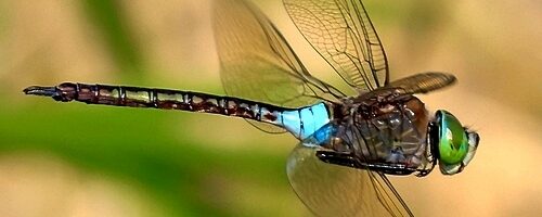 De zuidelijke keizerlibel – pionier in de Zeeuwse Bathpolder