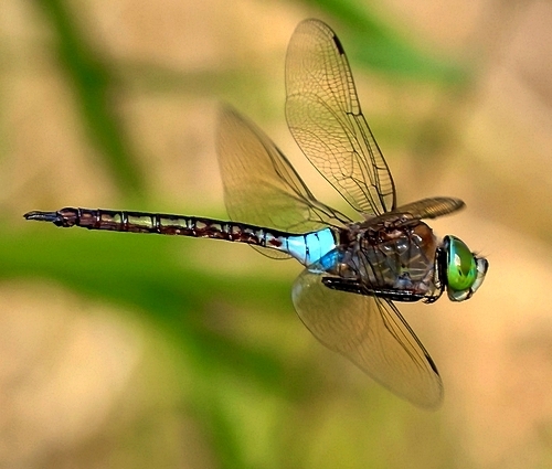 De zuidelijke keizerlibel – pionier in de Zeeuwse Bathpolder