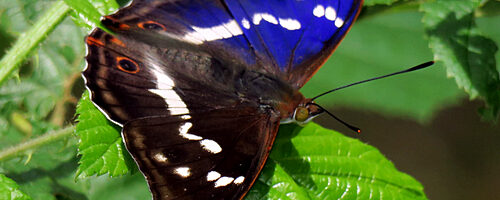 De grote weerschijnvlinder: een blijvertje?