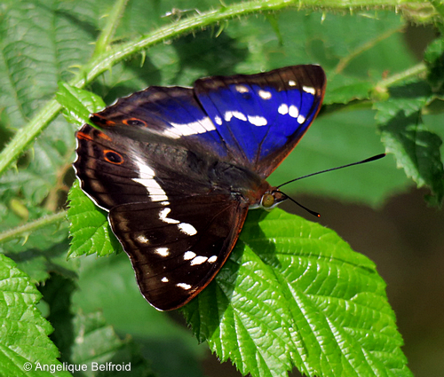 De grote weerschijnvlinder: een blijvertje?