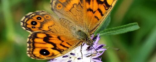 8 t/m 10 Mei 2026: Argusvlinder-telweekend