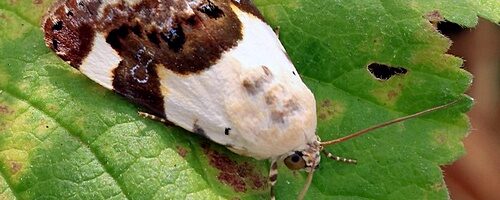 Bleekschouderuil aan de Westerschelde