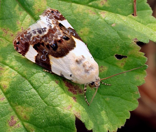 Bleekschouderuil aan de Westerschelde