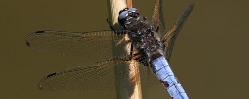 Populatie bruine korenbout