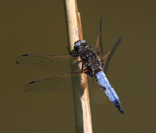 Populatie bruine korenbout