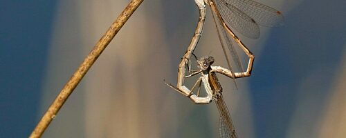 Lentekriebels bij winterjuffers
