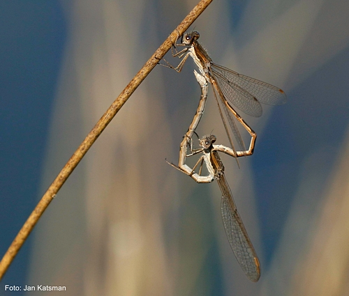 Lentekriebels bij winterjuffers