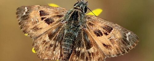 Kaasjeskruiddikkopjes langs de Westerschelde