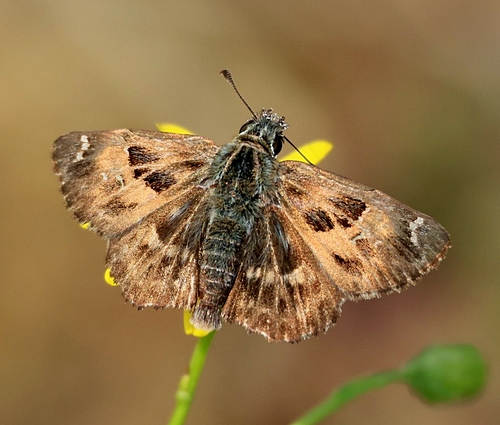 Kaasjeskruiddikkopjes langs de Westerschelde