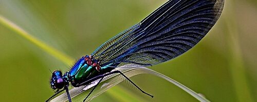 Weidebeekjuffers op Tholen