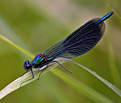 Weidebeekjuffers op Tholen