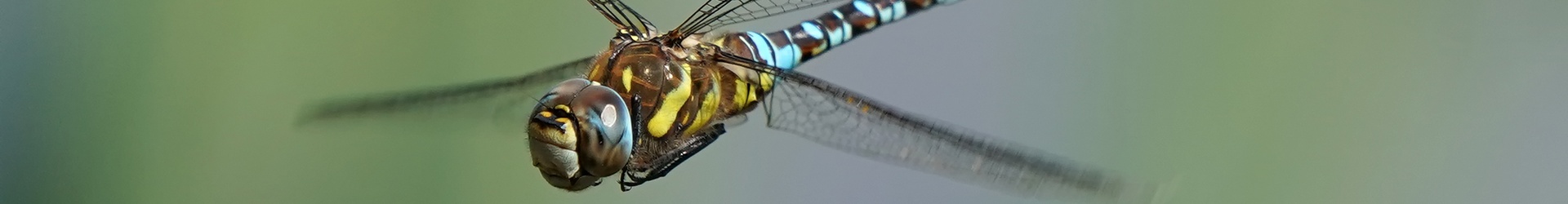 Vlinder- en Libellenwerkgroep Zeeland