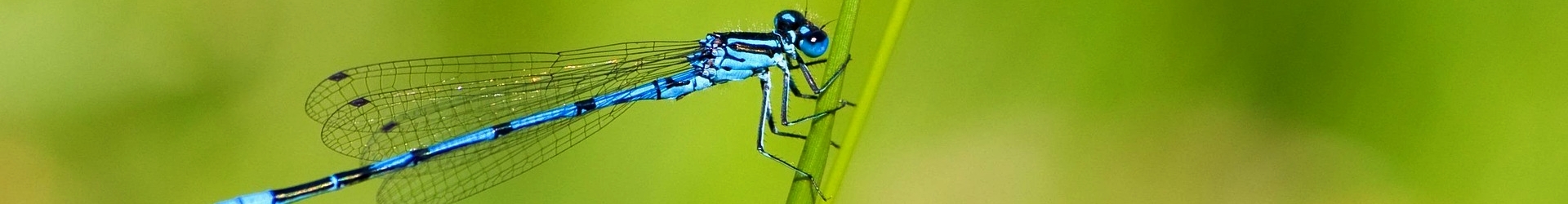 Vlinder-&nbsp;en&nbsp;Libellenwerkgroep&nbsp;Zeeland