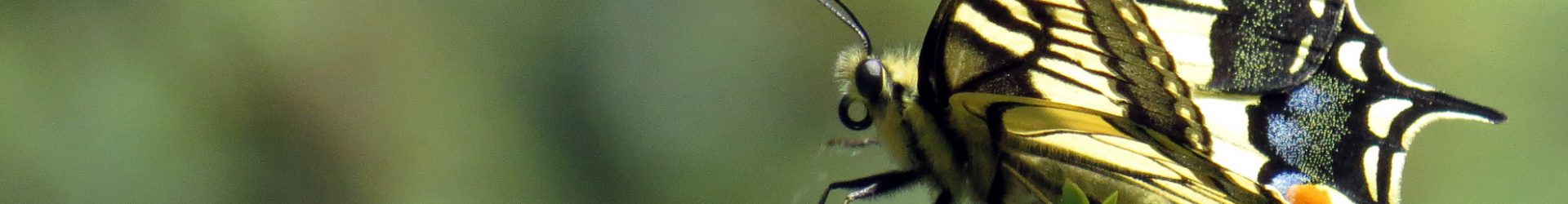 Vlinder- en Libellenwerkgroep Zeeland