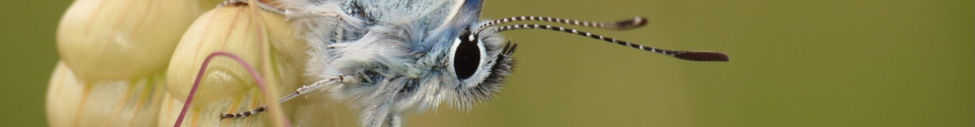 Vlinder- en Libellenwerkgroep Zeeland