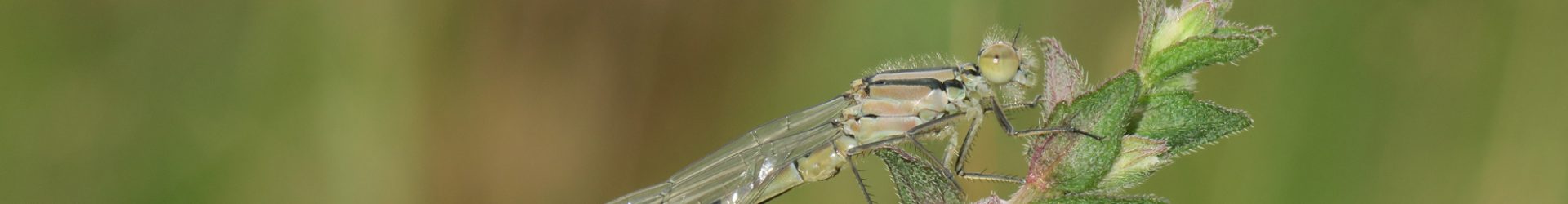 Vlinder- en Libellenwerkgroep Zeeland