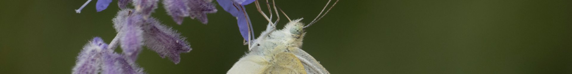 Vlinder- en Libellenwerkgroep Zeeland