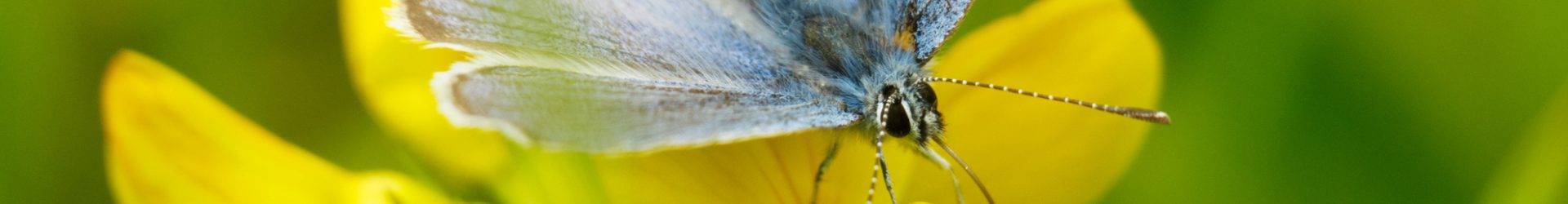 Vlinder- en Libellenwerkgroep Zeeland