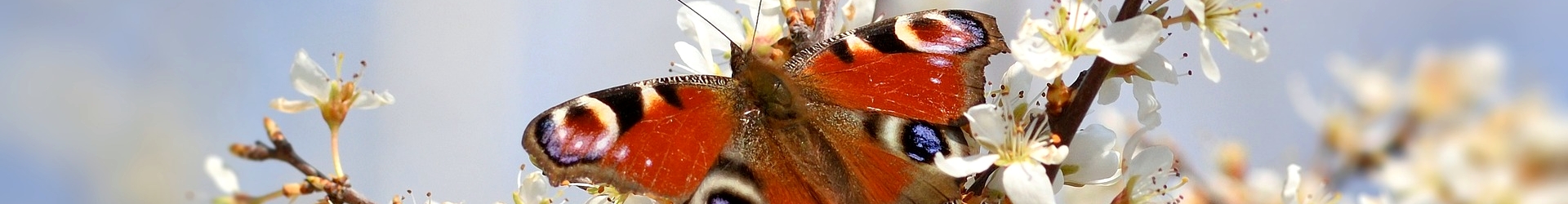Vlinder-&nbsp;en&nbsp;Libellenwerkgroep&nbsp;Zeeland