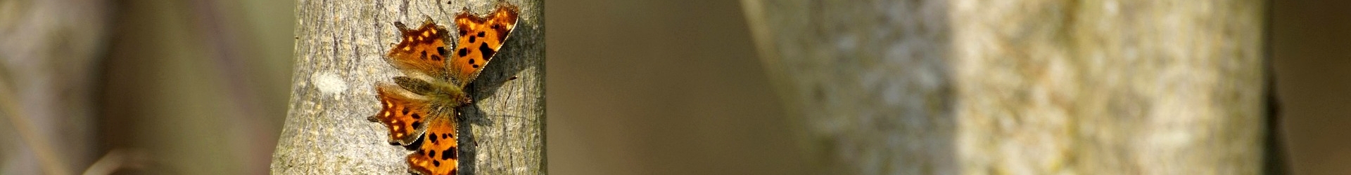 Vlinder-&nbsp;en&nbsp;Libellenwerkgroep&nbsp;Zeeland