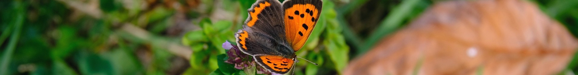 Bleekschouderuil aan de Westerschelde