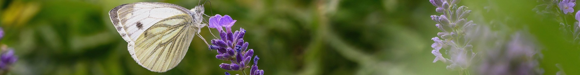 Vlinder-&nbsp;en&nbsp;Libellenwerkgroep&nbsp;Zeeland
