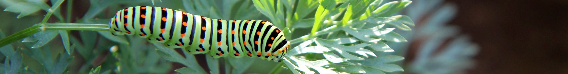 Vlinder-&nbsp;en&nbsp;Libellenwerkgroep&nbsp;Zeeland