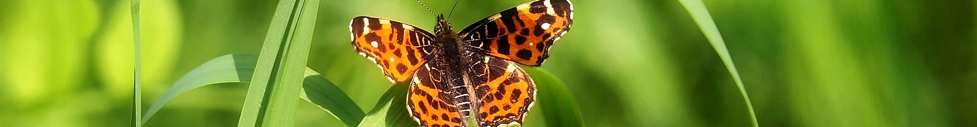 Bleekschouderuil aan de Westerschelde