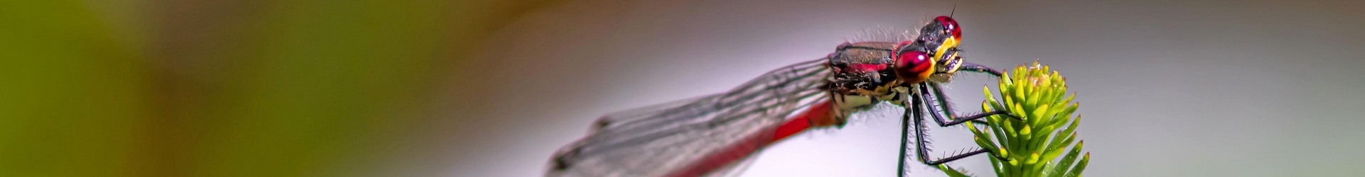 Vlinder-&nbsp;en&nbsp;Libellenwerkgroep&nbsp;Zeeland