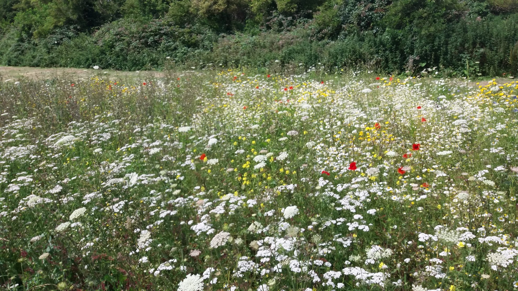 Voorbeeld vlinderidylle