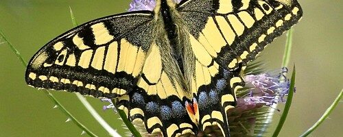 Paulinaschor – hotspot voor de koninginnenpage